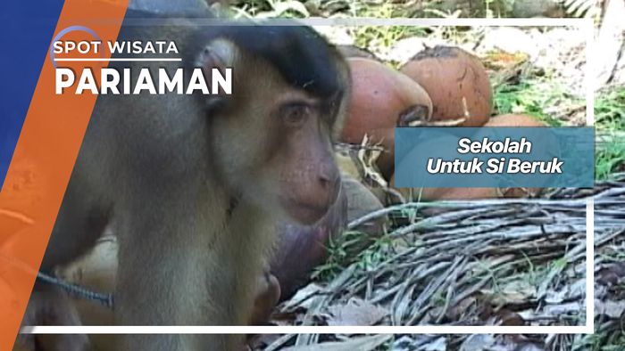 Sekolah Beruk Si Pemetik Kelapa Pariaman Sumatera Barat 