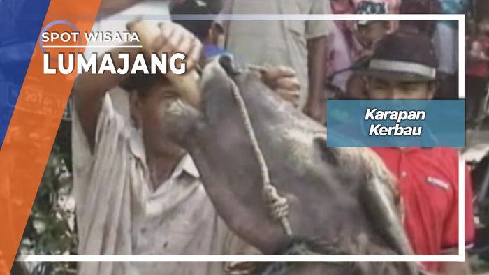 Karapan Kerbau Desa Selokgondang Sukodono Lumajang  