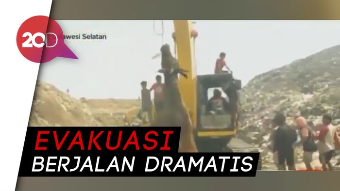 Panik Ada Kebakaran, Sapi Terperosok ke Lubang di TPA Makassar