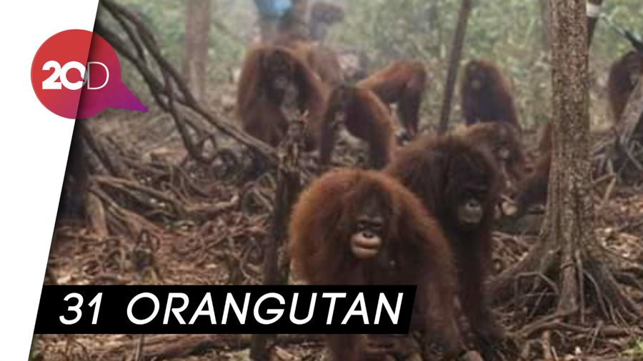 Gegara Kabut Asap, Puluhan Orangutan Terjangkit ISPA