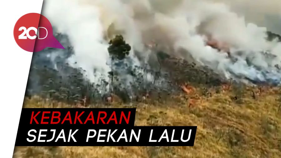 Kebakaran Gunung Merbabu Juga Hanguskan Kawasan Edelweis