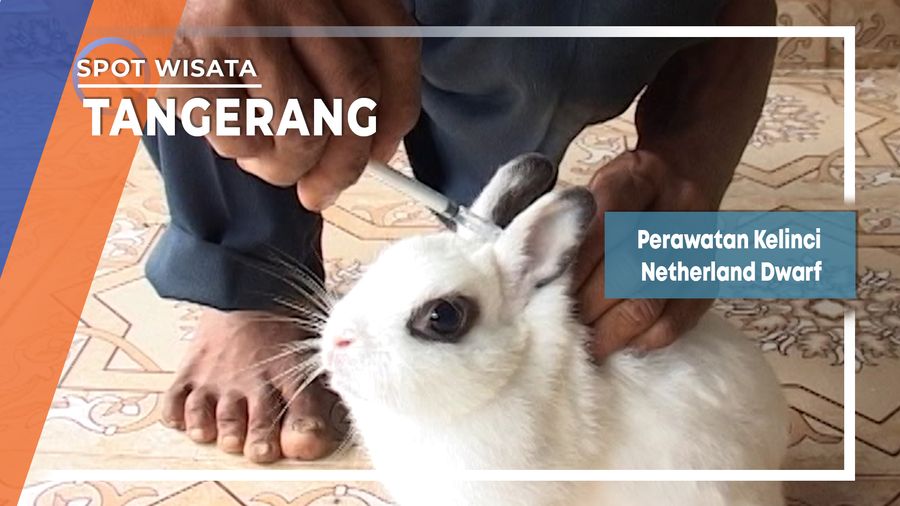 Perawatan Kelinci Netherland Dwarf, Tangerang