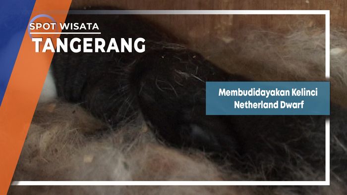Membudidayakan Kelinci Netherland Dwarf, Tangerang
