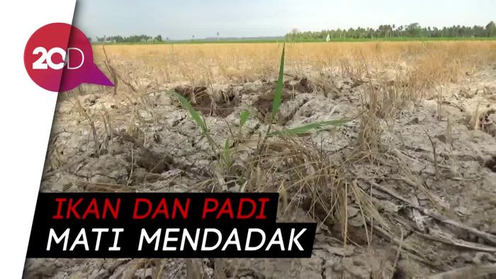 Pabrik Dicurigai Buang Limbah Diam-diam, Cemari Sungai di Sulsel