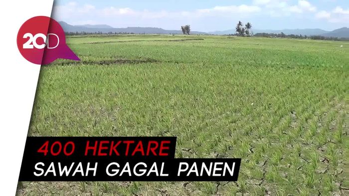 Petani di Minahasa Gagal Panen Akibat Kemarau Panjang