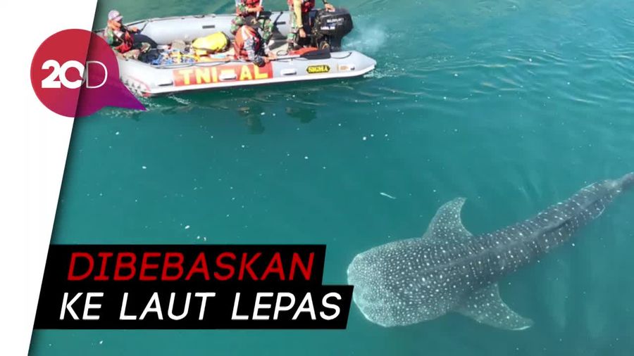 Penyelamatan Hiu Paus Yang Terjebak 8 Hari di PLTU Probolinggo