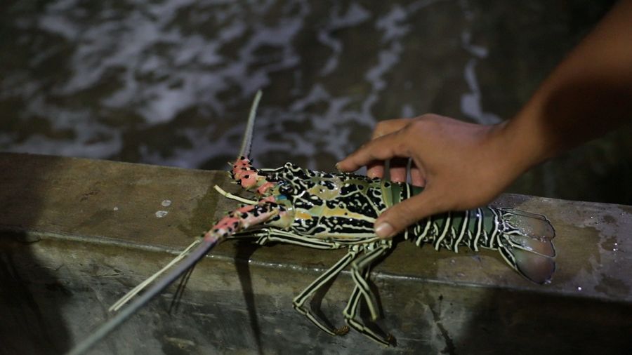 Lobster Produk Tersohor yang Dibanggakan Warga Simeulue 