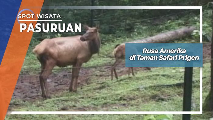Rusa Amerika di Taman Safari Pasuruan