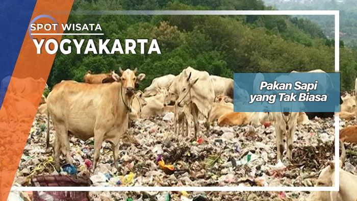 Sapi Unik Piyungan Bantul Yogyakarta