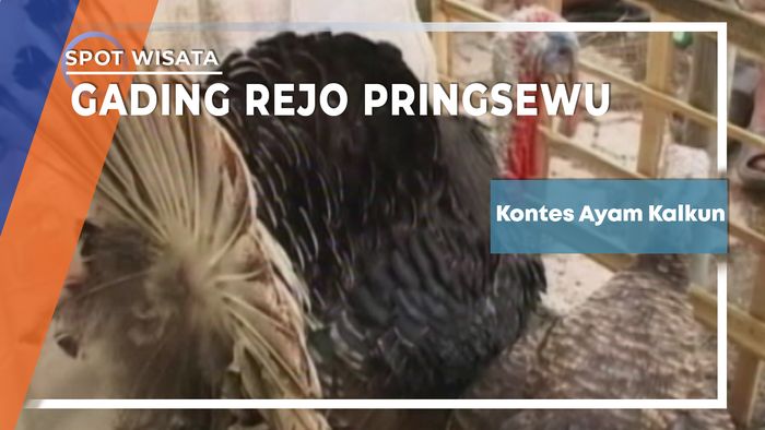 Kontes Ayam Kalkun Gadingrejo Pringsewu