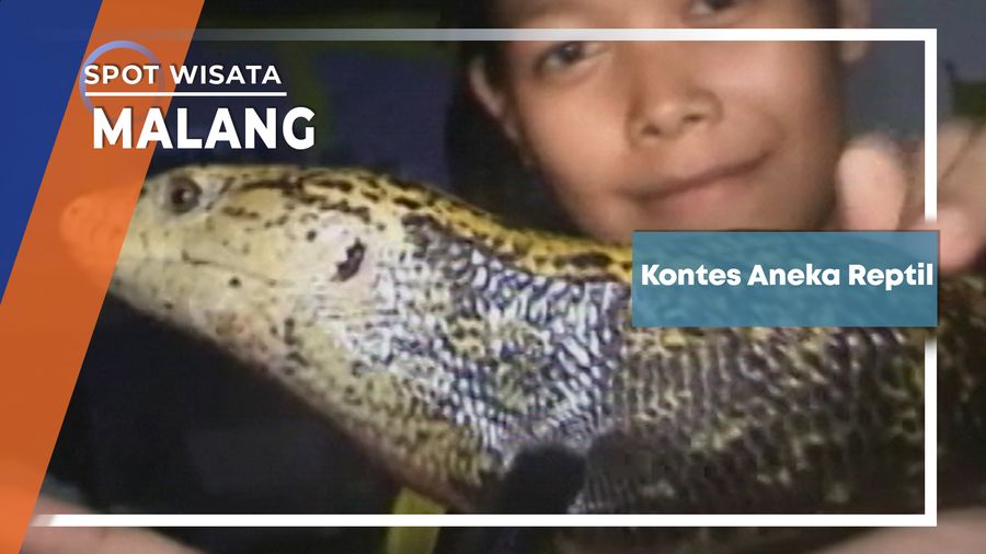 Kontes Reptil Malang Jawa Timur