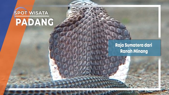 Naja Sumatrana Kobra Penyembur dari Ranah Minang Sumatera Barat
