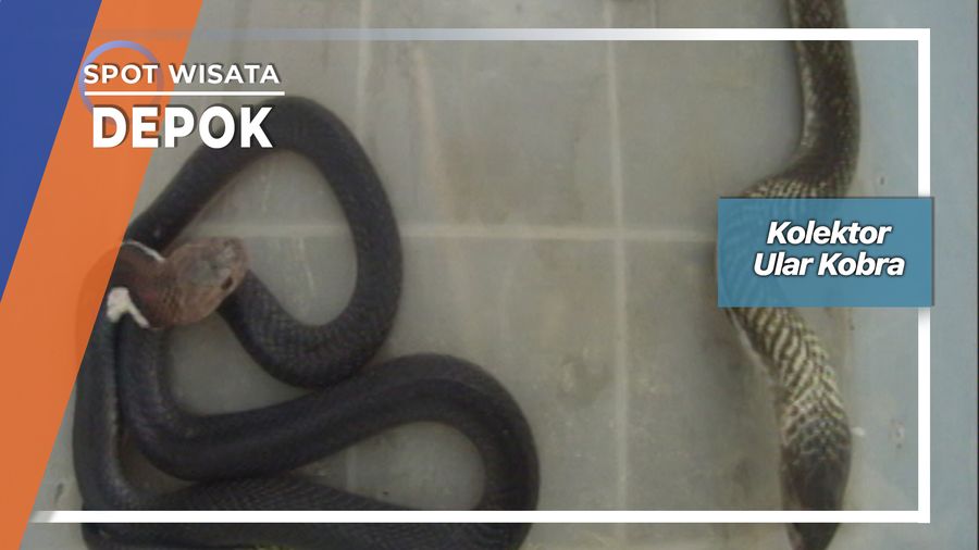 Kolektor Ular Kobra Padang Sumatera Barat