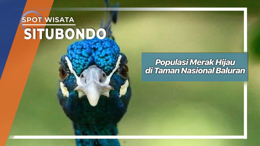 Merak Hijau di Taman Nasional Baluran Situbondo