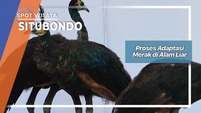 Penangkaran Merak di Alam Liar Situbondo