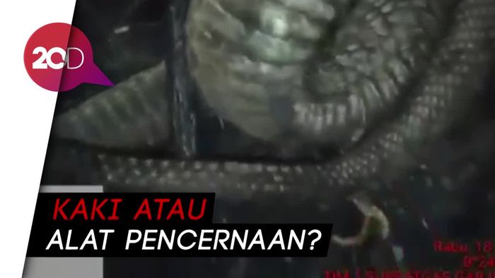 Geger Ular Berkaki Jadi Korban Kebakaran di Hutan Riau