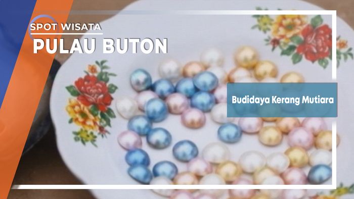 Budidaya Kerang Mutiara Pulau Buton