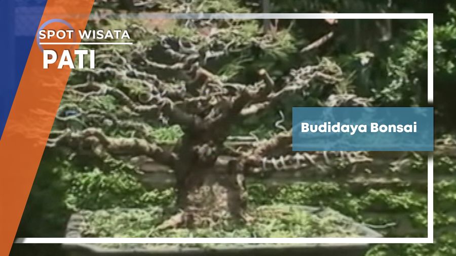 Budidaya Bonsai Desa Rogowangsan Pati Jawa Tengah