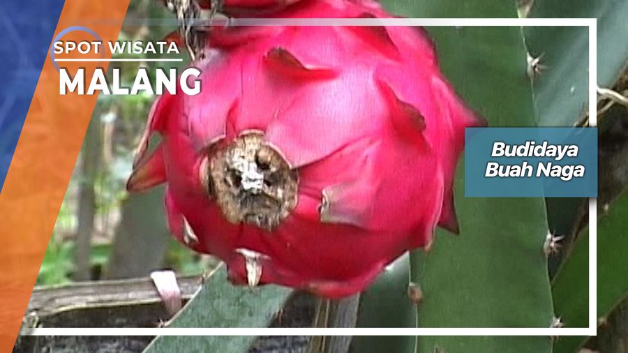 Budidaya Buah Naga Malang Jawa Timur