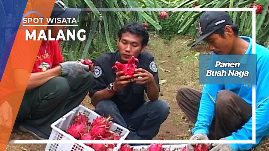Panen Buah Naga Malang Jawa Timur
