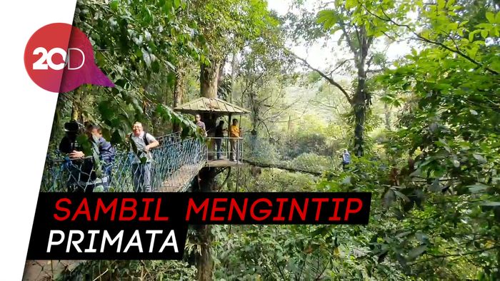 Sensasi Menaiki Canopy Trail di Taman Nasional Gunung Halimun Salak