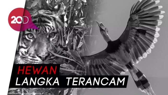 Dampak Karhutla, Harimau dan Burung Rangkong Terancam!