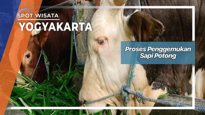 Proses Penggemukan Sapi Potong, Yogyakarta