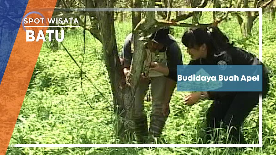 Budidaya Buah Apel, Batu