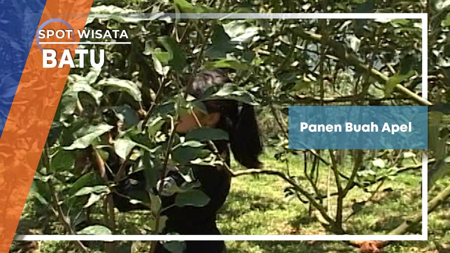 Panen Buah Apel, Batu  