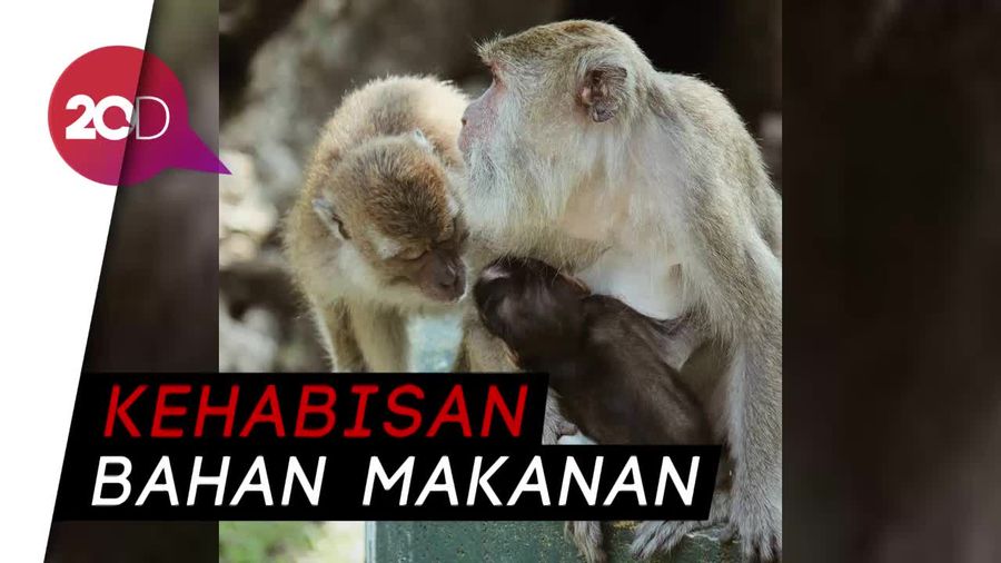 Kelaparan, Kawanan Monyet Jarah Lahan Pertanian di Tasikmalaya