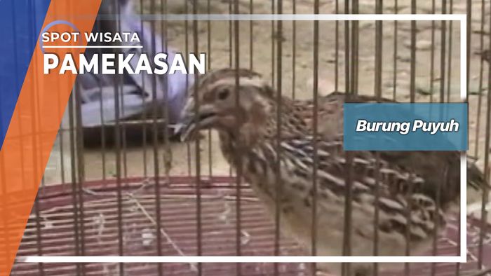 Burung Puyuh, Pamekasan  