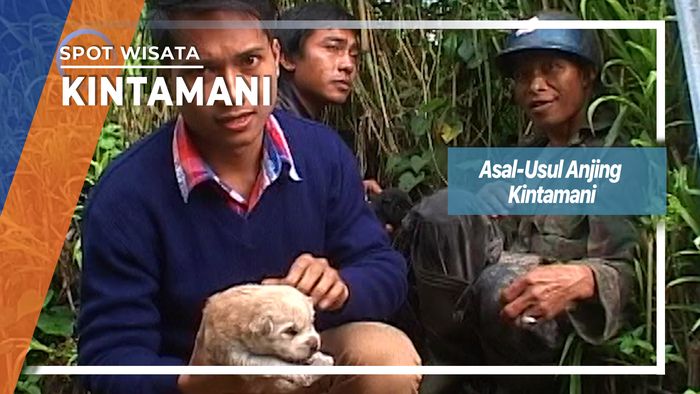 Asal-Usul Anjing Kintamani, Kintamani