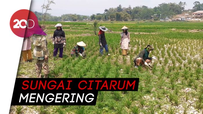 Menanam Jokowi di Dasar Sungai Citarum