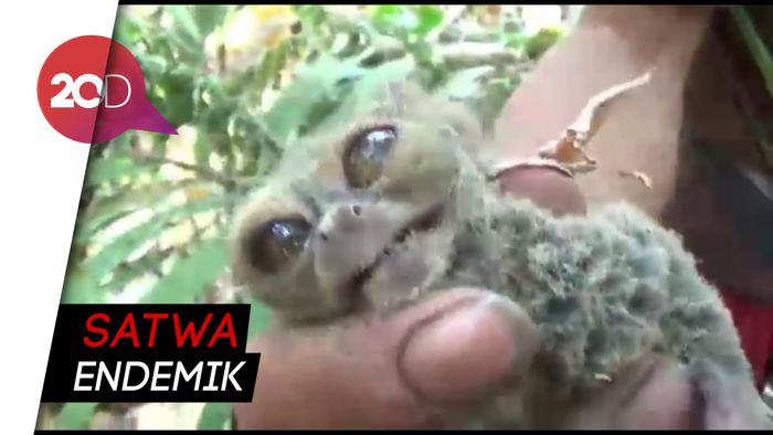 Miris! Hewan Mungil Tarsius Jadi Korban Kebakaran Hutan di Sulut