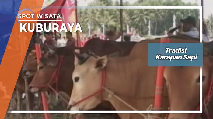 Tradisi Karapan Sapi, Kuburaya