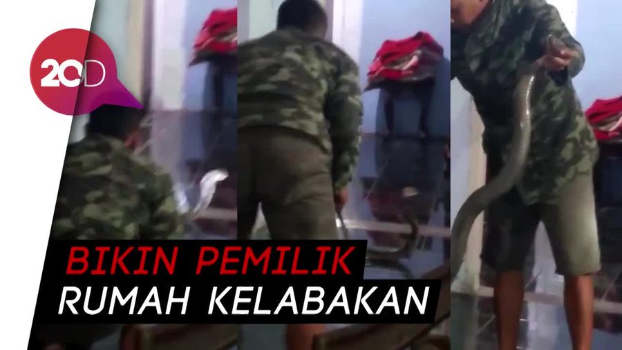 Geger Ular King Cobra Kejar Biawak Masuk Rumah di Pandeglang