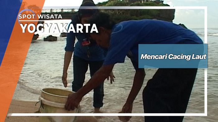 Mencari Cacing Laut Pantai Kukup Yogyakarta   