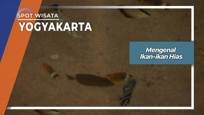 Ikan Hias Pantai Kukup Yogyakarta  
