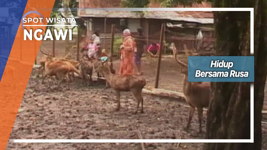 Hidup Bersama Rusa Kedunggalar Ngawi   