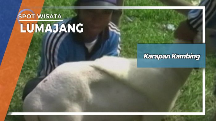 Karapan Kambing Desa Bago Pasirian Lumajang