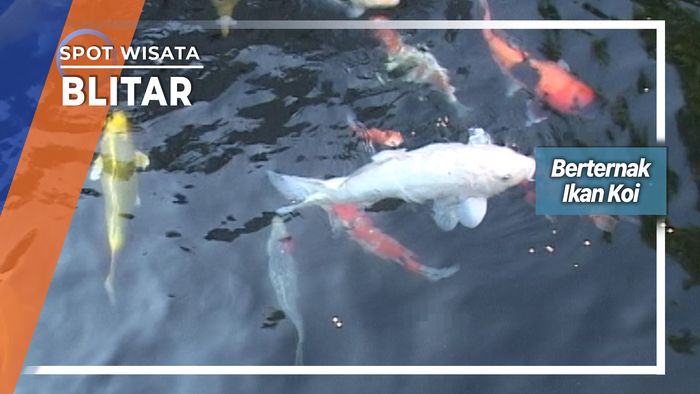 Budidaya Ikan Koi Kecamatan Nglegok Blitar