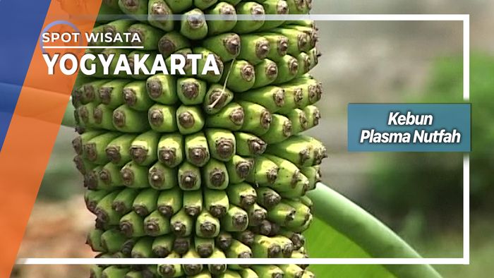 Kebun Pisang Terlengkap Se-Indonesia Terdapat Di Malangan Giwangan Umbulharjo Yogyakarta