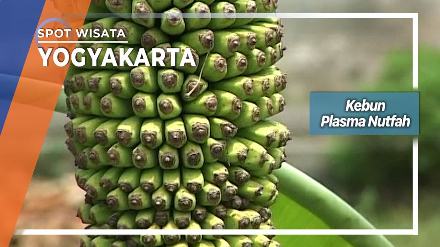 Kebun Pisang Terlengkap Se-Indonesia Terdapat Di Malangan Giwangan Umbulharjo Yogyakarta