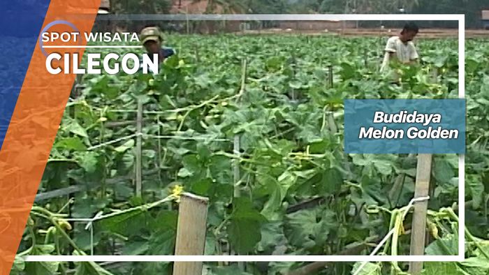 Budidaya Melon Golden Dari Kampung Cikerai Mancak Cilegon 