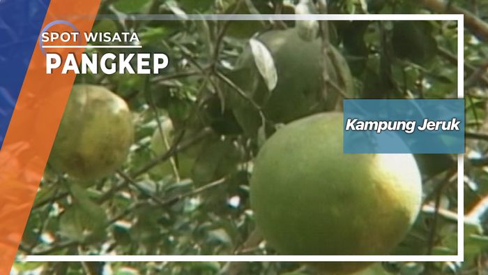 Kampung Jeruk Bali Di Kampung Padanglampe Marang Pangkep 