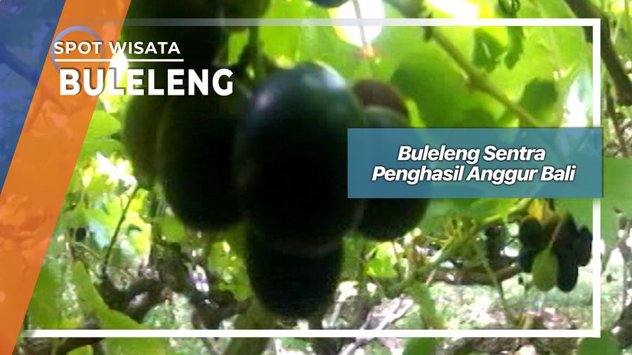 Kebun Anggur Buleleng Di Desa Banjar Singaraja Bali  