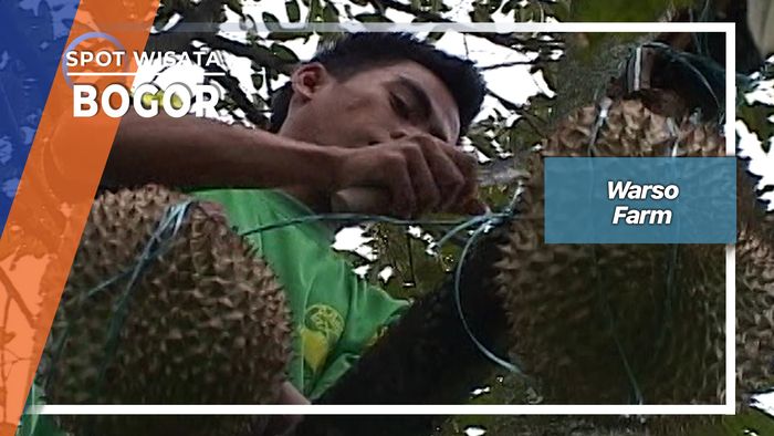 Panen Durian Runtuh Cijeruk Bogor