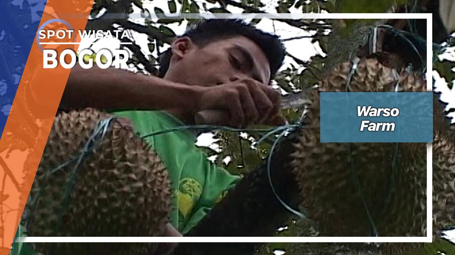 Panen Durian Runtuh Cijeruk Bogor