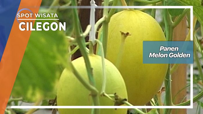 Panen Melon Golden Cikerai Mancak Cilegon  