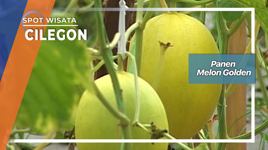 Panen Melon Golden Cikerai Mancak Cilegon  